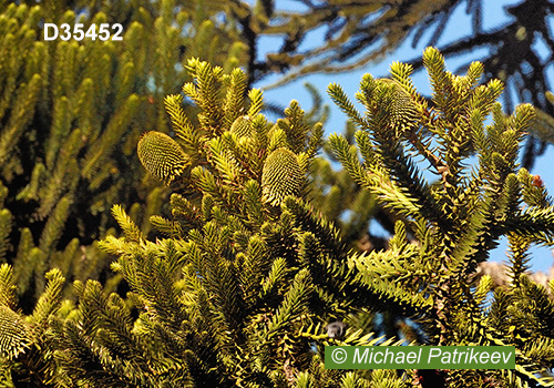 Candelabra Tree (Araucaria angustifolia)